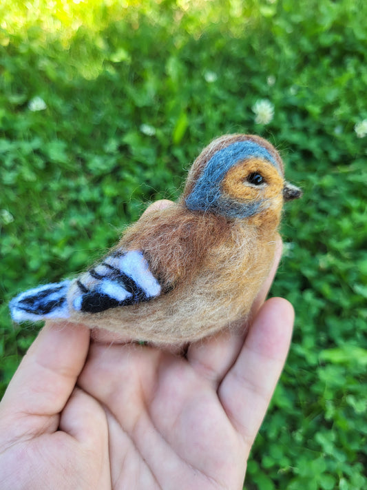 Broșă cinteză de pădure