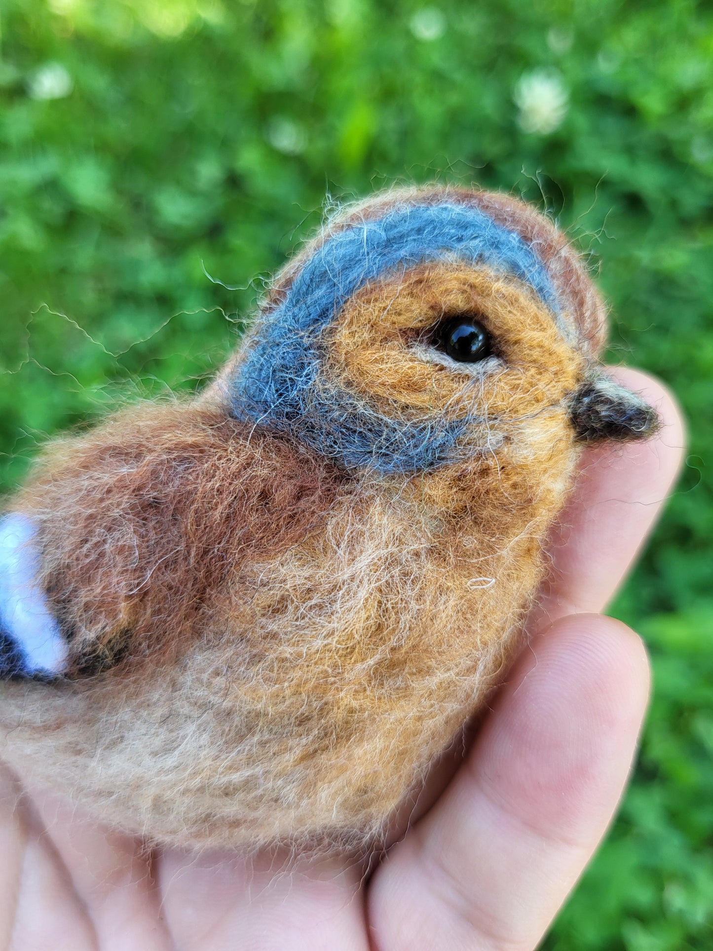 Broșă cinteză de pădure